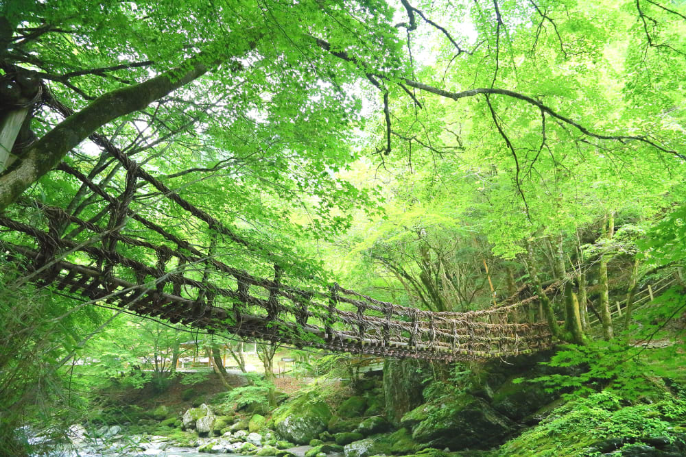 카즈라바시 덩굴다리
